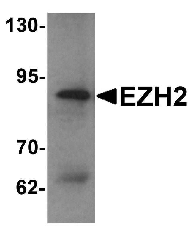 EZH2 Antibody - Western blot analysis of EZH2 in 293 cell lysate with EZH2 antibody at 1 ug/ml.