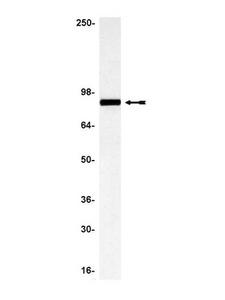 EZR / Ezrin Antibody - WB: A431 cell lysate was probed with anti-Ezrin (0.5 micrograms/ml). Arrow indicates Ezrin (81kDa).
