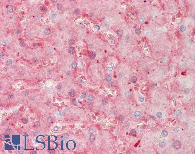 F11 / FXI / Factor XI Antibody - Anti-F11 / FXI / Factor XI antibody IHC staining of human liver. Immunohistochemistry of formalin-fixed, paraffin-embedded tissue after heat-induced antigen retrieval. Antibody concentration 5 ug/ml.