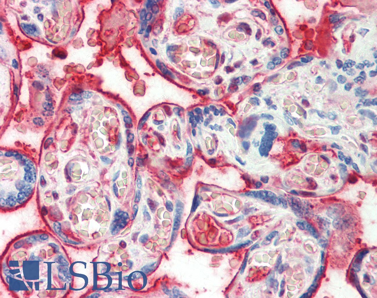 F11 / FXI / Factor XI Antibody - Anti-F11 / FXI / Factor XI antibody IHC staining of human placenta. Immunohistochemistry of formalin-fixed, paraffin-embedded tissue after heat-induced antigen retrieval.