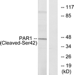F2R / Thrombin Receptor / PAR1 Antibody - Western blot of extracts from Jurkat cells, using PAR1 (Cleaved-Ser42) Antibody. The lane on the right is treated with the synthesized peptide.