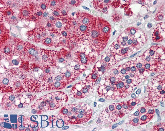 F2RL1 / PAR2 Antibody - Anti-F2RL1 antibody IHC of human adrenal. Immunohistochemistry of formalin-fixed, paraffin-embedded tissue after heat-induced antigen retrieval. Antibody concentration 5 ug/ml. This image was taken for the unconjugated form of this product. Other forms have not been tested.