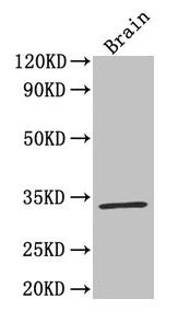 F3 / CD142 / Tissue factor Antibody - Western Blot Positive WB detected in: Mouse brain All lanes: F3 antibody at 4µg/ml Secondary Goat polyclonal to rabbit IgG at 1/50000 dilution Predicted band size: 34, 28 kDa Observed band size: 34 kDa