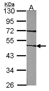 F7 / Factor VII Antibody - Sample (30 ug of whole cell lysate). A: NIH-3T3. 10% SDS PAGE. F7 antibody diluted at 1:1000.