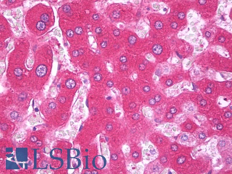 F9 / Factor IX Antibody - Anti-F9 / Factor IX antibody IHC of human liver. Immunohistochemistry of formalin-fixed, paraffin-embedded tissue after heat-induced antigen retrieval. Antibody concentration 5 ug/ml.