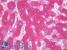 F9 / Factor IX Antibody - Anti-F9 / Factor IX antibody IHC of human liver. Immunohistochemistry of formalin-fixed, paraffin-embedded tissue after heat-induced antigen retrieval. Antibody concentration 5 ug/ml.