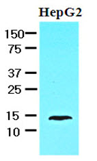 FABP1 / L-FABP Antibody - Cell lysates of HepG2 (30 ug) were resolved by SDS-PAGE, transferred to NC membrane and probed with anti-human FABP1 (1:1000). Proteins were visualized using a goat anti-mouse secondary antibody conjugated to HRP and an ECL detection system.