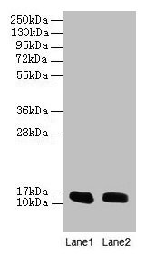 FABP1 / L-FABP Antibody - Western blot All lanes: Fatty acid-binding protein, liver antibody at 2µg/ml Lane 1: recombinant Fatty acid-binding protein, liver protein 10ng Lane 2: recombinant Fatty acid-binding protein, liver protein 100ngSecondary Goat polyclonal to rabbit IgG at 1/10000 dilution Predicted band size: 14 kDa Observed band size: 14 kDa