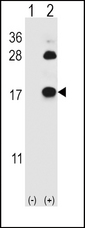 FABP4 / AP2 Antibody - Western blot of FABP4 (arrow) using rabbit polyclonal FABP4 Antibody (Y20). 293 cell lysates (2 ug/lane) either nontransfected (Lane 1) or transiently transfected (Lane 2) with the FABP4 gene.