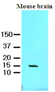 FABP7 / BLBP / MRG Antibody - Cell lysates of mouse brain (60 ug) were resolved by SDS-PAGE, transferred to NC membrane and probed with anti-human FABP7 (1:1000). Proteins were visualized using a goat anti-mouse secondary antibody conjugated to HRP and an ECL detection system.