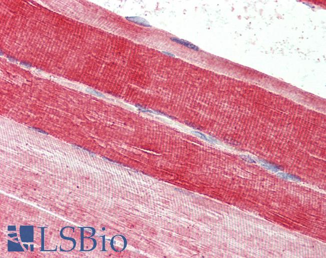 FABP7 / BLBP / MRG Antibody - Anti-FABP7 / BLBP antibody IHC of human skeletal muscle. Immunohistochemistry of formalin-fixed, paraffin-embedded tissue after heat-induced antigen retrieval. Antibody concentration 2.5 ug/ml.