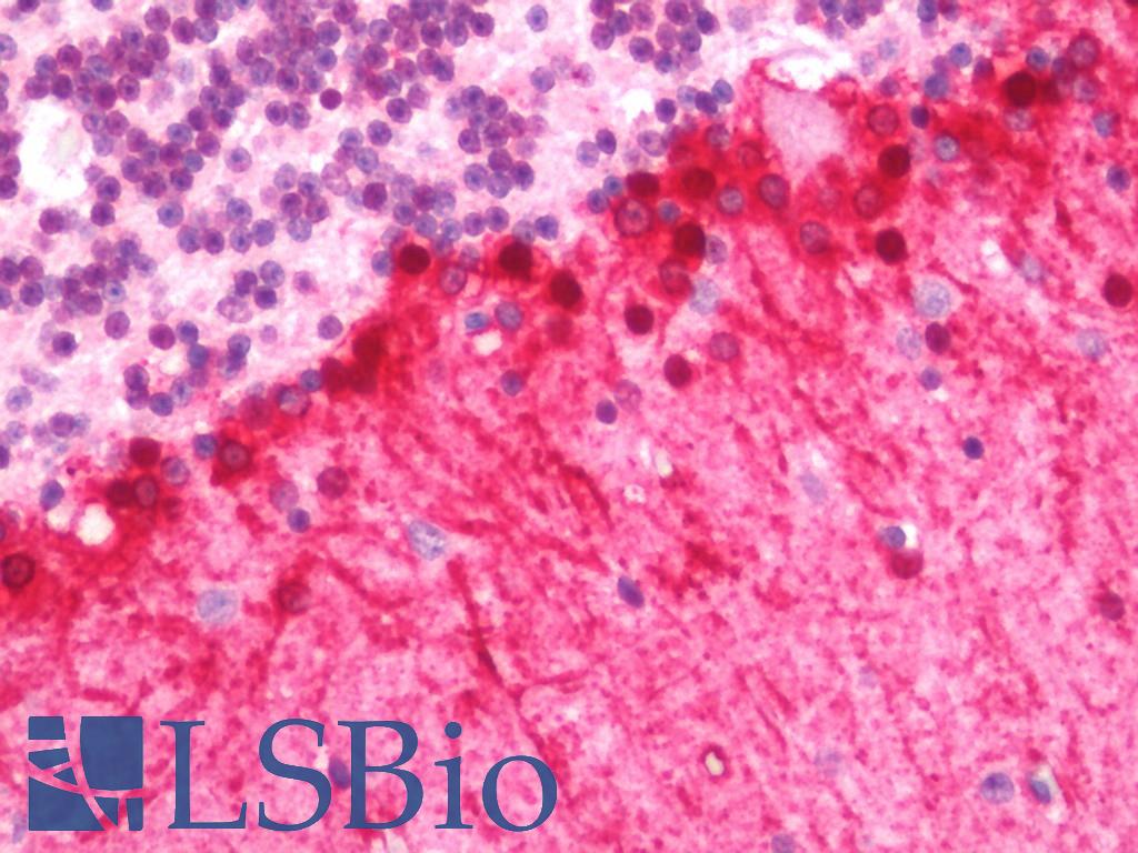 FABP7 / BLBP / MRG Antibody - Human Brain, Cerebellum: Formalin-Fixed, Paraffin-Embedded (FFPE) 