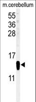 FABP7 / BLBP / MRG Antibody - Western blot of FABP7 Antibody in mouse cerebellum tissue lysates (35 ug/lane). FABP7 (arrow) was detected using the purified antibody.