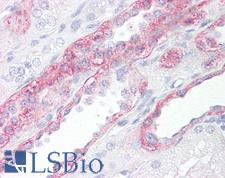 FABP7 / BLBP / MRG Antibody - Anti-FABP7 / BLBP antibody IHC of human kidney. Immunohistochemistry of formalin-fixed, paraffin-embedded tissue after heat-induced antigen retrieval. Antibody concentration 5 ug/ml.