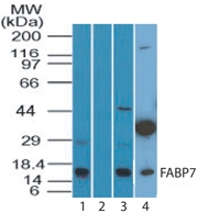 FABP7 / BLBP / MRG Antibody - Western blot of FABP7 in human spleen in the 1) absence and 2) presence of immunizing peptide, 3) mouse spleen, and 4) mouse embryonic brain lysate using FABP7 / BLBP / MRG Antibody at 3 ug/ml, 2 ug/ml, and 2 ug/ml respectively. Goat anti-rabbit Ig HRP secondary antibody, and PicoTect ECL substrate solution were used for this test.