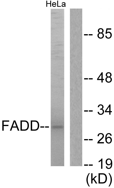 FADD Antibody - Western blot analysis of lysates from HeLa cells, treated with PMA 125ng/ml 30', using FADD Antibody. The lane on the right is blocked with the synthesized peptide.