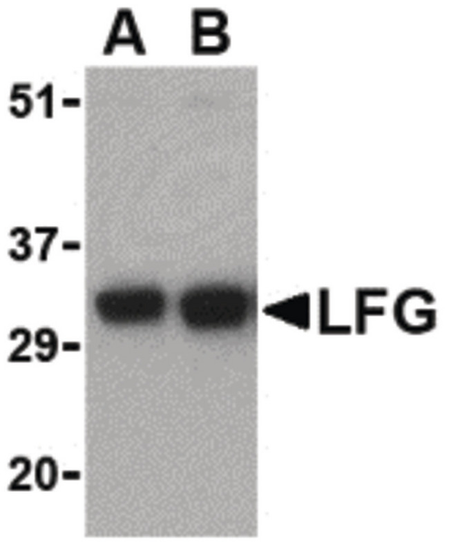 FAIM2 / LIFEGUARD Antibody - Western blot of LFG in EL4 cell lysate with LFG antibody at (A) 0.5 and (B) 1 ug/ml.