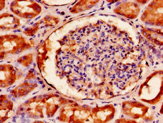 FAM3A Antibody - Immunohistochemistry of paraffin-embedded human kidney tissue using FAM3A Antibody at dilution of 1:100