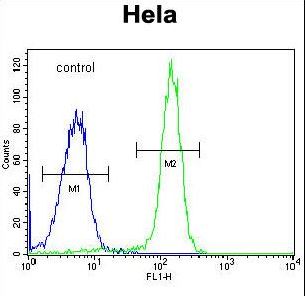 FAM40A Antibody - FAM40A Antibody flow cytometry of HeLa cells (right histogram) compared to a negative control cell (left histogram). FITC-conjugated goat-anti-rabbit secondary antibodies were used for the analysis.