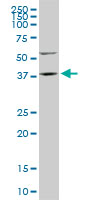 FAM50A Antibody - FAM50A monoclonal antibody, clone 5F10. Western blot of FAM50A expression in PC-12.