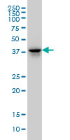 FAM50A Antibody - FAM50A monoclonal antibody, clone 5F10 Western blot of FAM50A expression in HeLa NE.