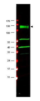 FANCA Antibody - Anti-FANCA Antibody - Western Blot. Western blot of affinity purified anti-FANCA antibody shows detection of a band at ~133 kD (arrowhead) corres-ponding to FANCA in HeLa whole cell lysates. The identity of the lower molecular weight bands is unknown but may represent breakdown products. Approximately 35 ug of lysate was separated by 4-20% Tris Glycine SDS-PAGE. After blocking, the membrane was probed for 2 h at room temperature with the primary antibody diluted to 1:1500. The membrane was washed and reacted with a 1:10000 dilution of IRDye800 conjugated Gt-a-Rabbit IgG [H&L] ( for 45 min at room temperature (800 nm channel, green). Molecular weight estimation was made by comparison to prestained MW markers indicated at left (700 nm channel, red). IRDye800 fluorescence images were captured using the Odyssey Infrared Imaging System developed by LI-COR. IRDye is a trademark of LI-COR, Inc. Other detection systems will yield similar results.