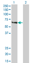 FANCC Antibody - Western Blot analysis of FANCC expression in transfected 293T cell line by FANCC monoclonal antibody (M01), clone 6E7.Lane 1: FANCC transfected lysate(63.4 KDa).Lane 2: Non-transfected lysate.