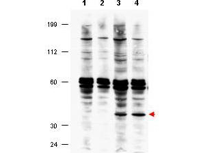 FANCF Antibody - Anti-FANCF Antibody - Western Blot. Western blot of affinity purified anti-FANCF antibody shows detection of FANCF present in a lysate prepared from a Fanconi anemia complementation group F patient lymphoblast after retroviral correction using hFANCF cDNA (lanes 3 and 4). This band (indicated by arrowhead) is approximately 42.3 kD in size. The band is not detected in FA-F a lymphoblast lysate that is not corrected for the deletion and does not express the FANCF protein (lanes 1 and 2). Lanes 2 and 4 represent lysates taken from lymphoblasts after 40 J/m2 UV irradiation, whereas lanes 1 and 3 received no irradiation. No apparent difference was noted upon irradiation. The strong band at ~60kD appears to be non-specific. Personal communication, N. Howlett, University of Rhode Island, Kingston, RI.
