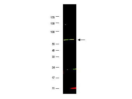 FANCG Antibody - Anti-FANCG antibody - Western Blot. Western blot of affinity purified anti-FANCG antibody shows detection of a band at ~69 kD (arrowhead) corresponding to FANCG present in a HeLa whole cell lysate. Approximately 35 ug of lysate was separated by 4-20% Tris Glycine SDS-PAGE. After blocking, the membrane was probed overnight at 4C with the primary antibody diluted to 1:500. The membrane was washed and reacted with a 1:10000 dilution of IRDye800 conjugated Gt-a-Rabbit IgG [H&L] ( for 45 min at room temperature (800 nm channel, green). Molecular weight estimation was made by comparison to prestained MW markers (indicated at left). IRDye800 fluorescence image was captured using the Odyssey Infrared Imaging System developed by LI-COR. IRDye is a trademark of LI-COR, Inc. Other detection systems will yield similar results.