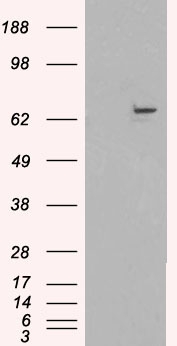 FANCG Antibody - HEK293 overexpressing FANCG (RC202443) and probed with (mock transfection in first lane).