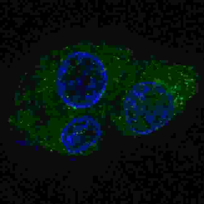 FASN / Fatty Acid Synthase Antibody - Fluorescent confocal image of HepG2 cells stained with FASN antibody. HepG2 cells were fixed with 4% PFA (20 min), permeabilized with Triton X-100 (0.2%, 30 min). Cells were then incubated FASN primary antibody (1:200, 2 h at room temperature). For secondary antibody, Alexa Fluor 488 conjugated donkey anti-rabbit antibody (green) was used (1:1000, 1h). Nuclei were counterstained with Hoechst 33342 (blue) (10 ug/ml, 5 min). Note the highly specific localization of the FASN mainly to the mainly to the cytoplasm, supported by Human Protein Atlas Data (http://www.proteinatlas.org/ENSG00000169710).