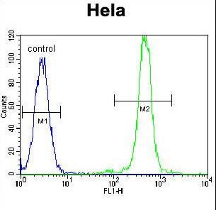 FASN / Fatty Acid Synthase Antibody - FASN Antibody flow cytometry of HeLa cells (right histogram) compared to a negative control cell (left histogram). FITC-conjugated goat-anti-rabbit secondary antibodies were used for the analysis.