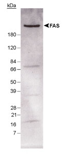 FASN / Fatty Acid Synthase Antibody - Western blot of Fatty Acid Synthase, using antibody. Samples: 50 ug of total mouse liver lysate.
