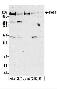FAT1 / FAT Antibody - Detection of Human and Mouse FAT1 by Western Blot. Samples: Whole cell lysate (50 ug) prepared using NETN buffer from HeLa, 293T, Jurkat, mouse TCMK-1, and mouse NIH3T3 cells. Antibodies: Affinity purified rabbit anti-FAT1 antibody used for WB at 0.1 ug/ml. Detection: Chemiluminescence with an exposure time of 3 minutes.