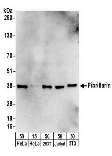 FBL / FIB / Fibrillarin Antibody - Detection of Human and Mouse Fibrillarin by Western Blot. Samples: Whole cell lysate from HeLa (15 and 50 ug), 293T (50 ug), Jurkat (50 ug), and mouse NIH3T3 (50 ug) cells. Antibodies: Affinity purified rabbit anti-Fibrillarin antibody used for WB at 0.4 ug/ml. Detection: Chemiluminescence with an exposure time of 30 seconds.