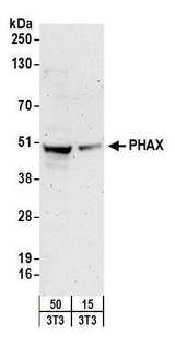 FBL / FIB / Fibrillarin Antibody - Detection of mouse PHAX by western blot. Samples: Whole cell lysate from mouse NIH 3T3 (15 and 50 µg) cells. Antibodies: Affinity purified rabbit anti-PHAX antibody used for WB at 0.4 µg/ml. Detection: Chemiluminescence with an exposure time of 3 minutes.