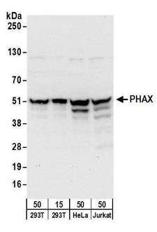 FBL / FIB / Fibrillarin Antibody - Detection of human PHAX by western blot. Samples: Whole cell lysate from HEK293T (15 and 50 µg), HeLa (50µg), and Jurkat (50µg) cells. Antibodies: Affinity purified rabbit anti-PHAX antibody used for WB at 0.1 µg/ml. Detection: Chemiluminescence with an exposure time of 10 seconds.