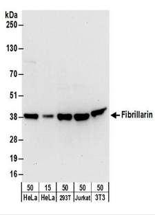 FBL / FIB / Fibrillarin Antibody - Detection of Human and Mouse Fibrillarin by Western Blot. Samples: Whole cell lysate from HeLa (15 and 50 ug), 293T (50 ug), Jurkat (50 ug), and mouse NIH3T3 (50 ug) cells. Antibodies: Affinity purified rabbit anti-Fibrillarin antibody used for WB at 0.4 ug/ml. Detection: Chemiluminescence with an exposure time of 10 seconds.