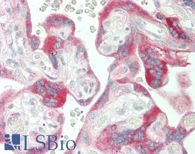 FBLN1 / Fibulin 1 Antibody - Human Placenta: Formalin-Fixed, Paraffin-Embedded (FFPE)