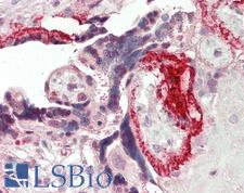 FBLN4 / EFEMP2 Antibody - Human Placenta: Formalin-Fixed, Paraffin-Embedded (FFPE)