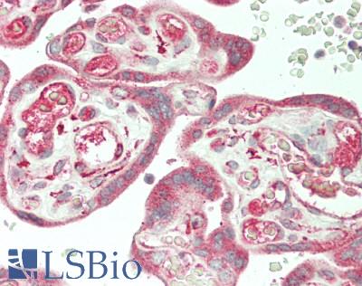 FBLN5 / Fibulin 5 Antibody - Human Placenta: Formalin-Fixed, Paraffin-Embedded (FFPE)