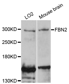 FBN2 / Fibrillin 2 Antibody - Western blot analysis of extracts of various cell lines.