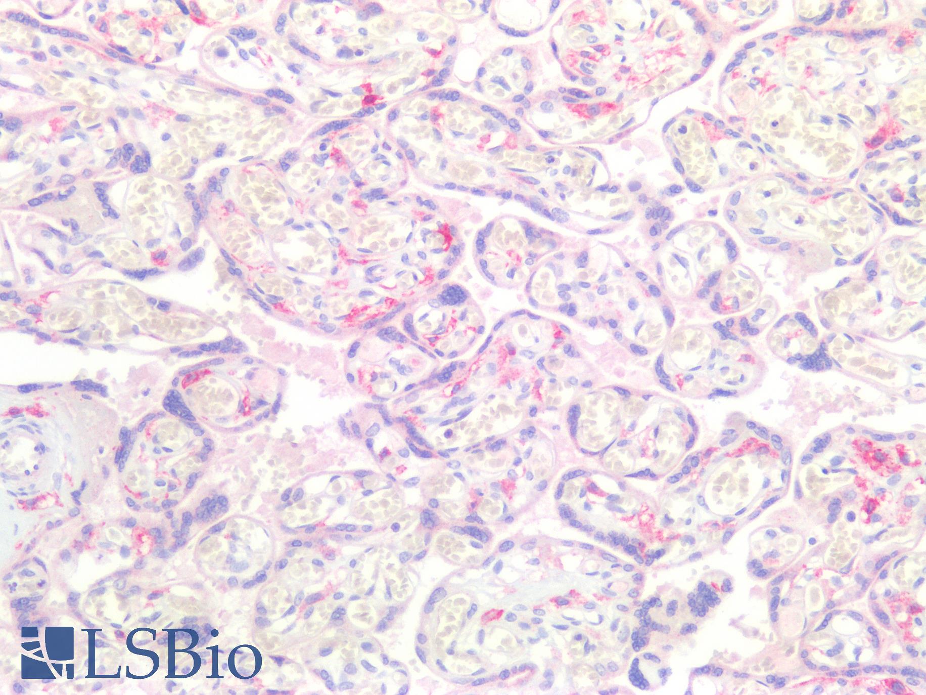 FBP / FOLR2 Antibody - Human Placenta: Formalin-Fixed, Paraffin-Embedded (FFPE)