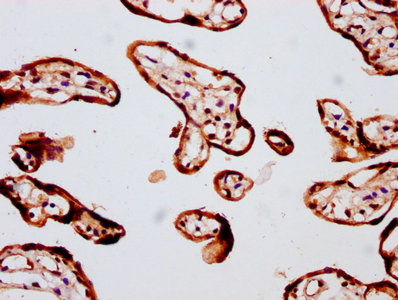 FBP / FOLR2 Antibody - Immunohistochemistry Dilution at 1:400 and staining in paraffin-embedded human placenta tissue performed on a Leica BondTM system. After dewaxing and hydration, antigen retrieval was mediated by high pressure in a citrate buffer (pH 6.0). Section was blocked with 10% normal Goat serum 30min at RT. Then primary antibody (1% BSA) was incubated at 4°C overnight. The primary is detected by a biotinylated Secondary antibody and visualized using an HRP conjugated SP system.