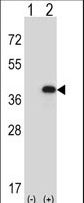 FBP1 Antibody - Western blot of FBP1 (arrow) using rabbit polyclonal FBP1 Antibody. 293 cell lysates (2 ug/lane) either nontransfected (Lane 1) or transiently transfected (Lane 2) with the FBP1 gene.