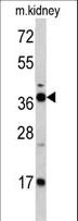 FBP1 Antibody - Western blot of FBP1 antibody in mouse kidney tissue lysates (35 ug/lane). FBP1 (arrow) was detected using the purified antibody.
