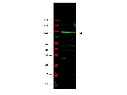 FBX09 / FBXO9 Antibody - Anti-FBOX9 Antibody - Western Blot. Western blot of affinity purified anti-FBOX9 antibody shows detection of a band at ~100 kD (arrowhead) believed to correspond to FBOX9 present in a MCF7 whole cell lysate (lane 1). Specific band reactivity is greatly diminished when the antibody is pre-incubated with the immunizing peptide (data not shown). Approximately 35 ug of lysate was separated by 4-20% Tris Glycine SDS-PAGE. After blocking, the membrane was probed overnight at 4C with the primary antibody diluted to 1:1500. The membrane was washed and reacted with a 1:10000 dilution of IRDye800 conjugated Gt-a-Rabbit IgG [H&L] ( for 45 min at room temperature (800 nm channel, green). Molecular weight estimation was made by comparison to prestained MW markers (indicated at left, 700 nm channel, red). IRDye800 fluorescence image was captured using the Odyssey Infrared Imaging System developed by LI-COR. IRDye is a trademark of LI-COR, Inc. Other detection systems will yield similar results.