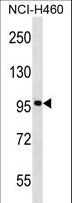 FBXL13 Antibody - FBXL13 Antibody western blot of NCI-H460 cell line lysates (35 ug/lane). The FBXL13 antibody detected the FBXL13 protein (arrow).