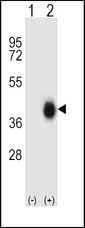 FCAR / CD89 Antibody - Western blot of FCAR (arrow) using rabbit polyclonal FCAR Antibody. 293 cell lysates (2 ug/lane) either nontransfected (Lane 1) or transiently transfected (Lane 2) with the FCAR gene.