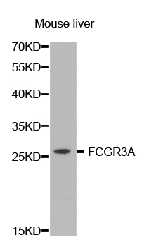 FCGR3A / CD16A Antibody - Western blot analysis of extracts of mouse liver, using FCGR3A antibody.